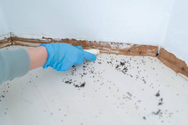 Best Local Pest Control Services  in Bountiful, UT